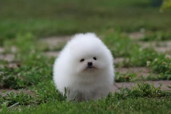 Cuccioli di Pomerania meravigliosi dolcissimi