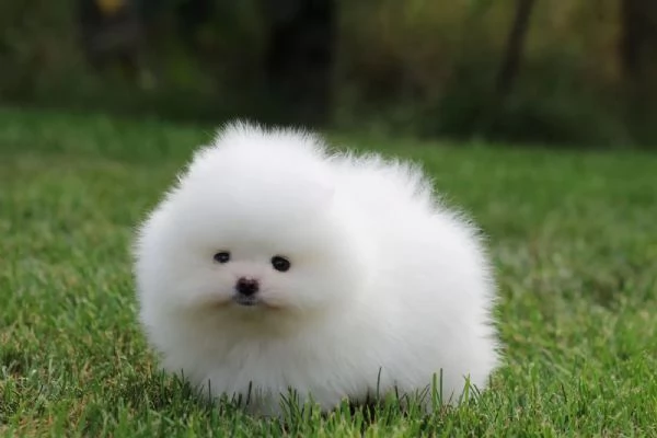 Cuccioli di Spitz di Pomerania