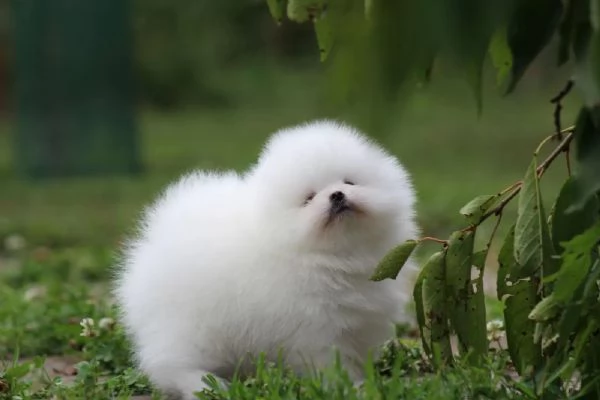 Cuccioli di Spitz di Pomerania | Foto 1