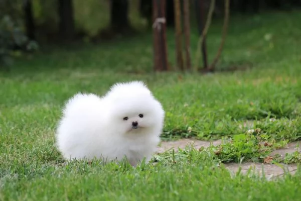 Cuccioli di Spitz di Pomerania | Foto 0