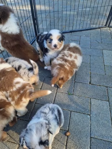 Cuccioli di Pastore Australiano con pedigree