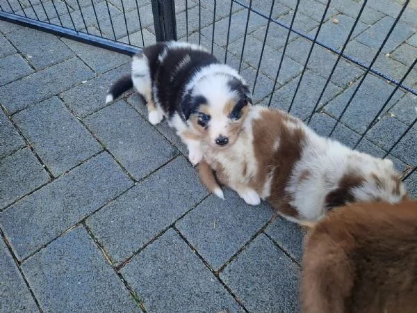 Cuccioli di Pastore Australiano con pedigree | Foto 2