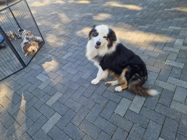 Cuccioli di Pastore Australiano con pedigree | Foto 1