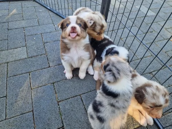 Cuccioli di Pastore Australiano con pedigree | Foto 0