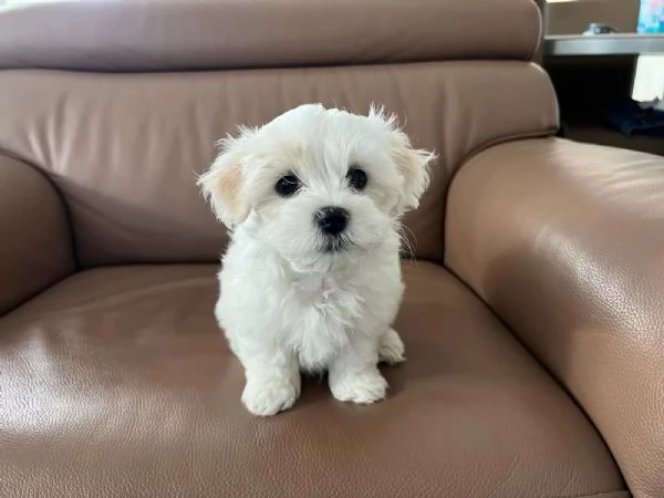 Bellissimi cuccioli maltese di 2 mesi maschi e 1 Femmina 