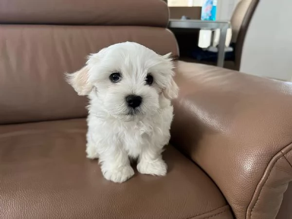 Bellissimi cuccioli maltese di 2 mesi maschi e 1 Femmina  | Foto 1