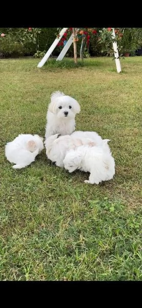 Dolci cuccioli di maltese cercano subito una casa amorevole | Foto 1