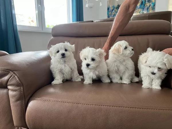 Dolci cuccioli di maltese cercano subito una casa amorevole | Foto 0