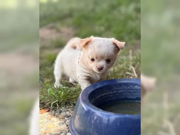 Adorabili cuccioli di Chihuahua per una casa amorevole e premurosa | Foto 0