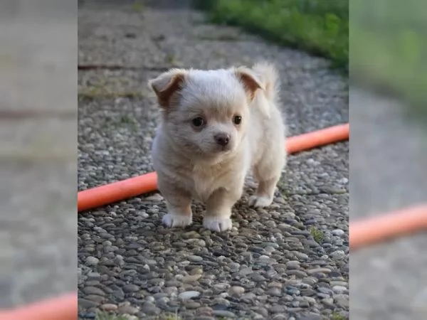 Cuccioli di cihuahua con pedigree
