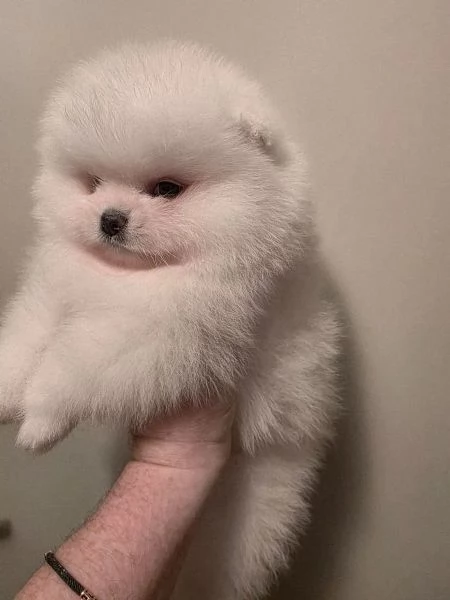Cuccioli di Spitz Pomerania bianchi e bellissimi | Foto 2