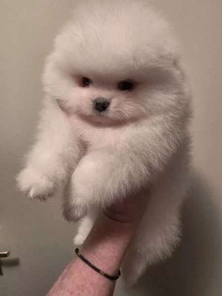Cuccioli di Spitz Pomerania bianchi e bellissimi | Foto 0