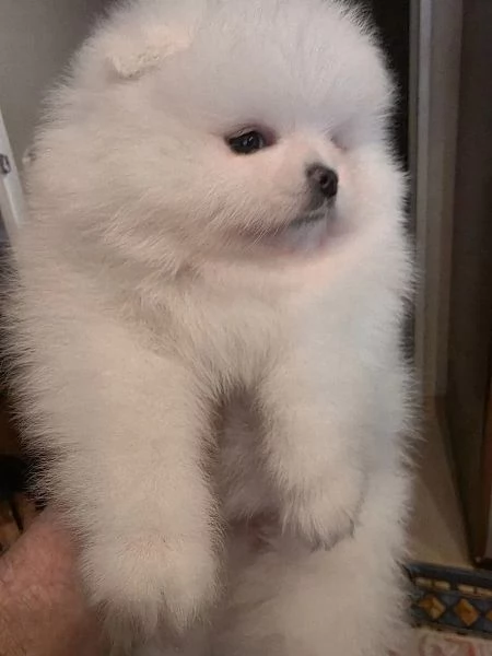 Dolci cuccioli di pomerania disponibile da subito 