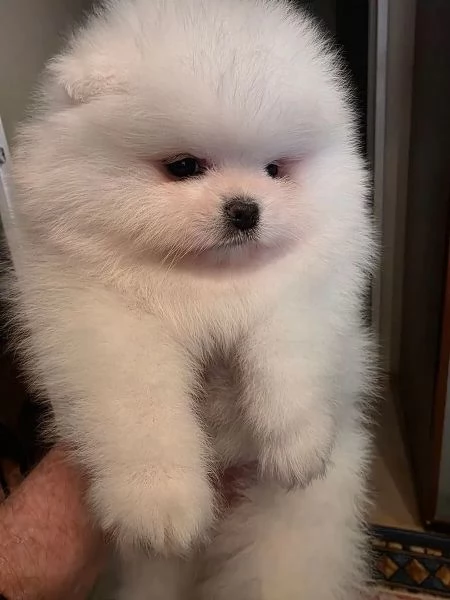 Dolci cuccioli di pomerania disponibile da subito  | Foto 0