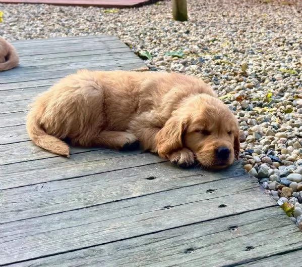 Disponibili dolcissimi cuccioli di Golden Retriever | Foto 2