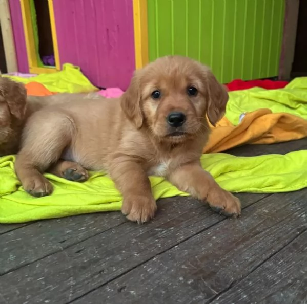 Disponibili dolcissimi cuccioli di Golden Retriever