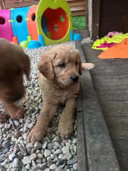 Disponibili dolcissimi cuccioli di Golden Retriever | Foto 0