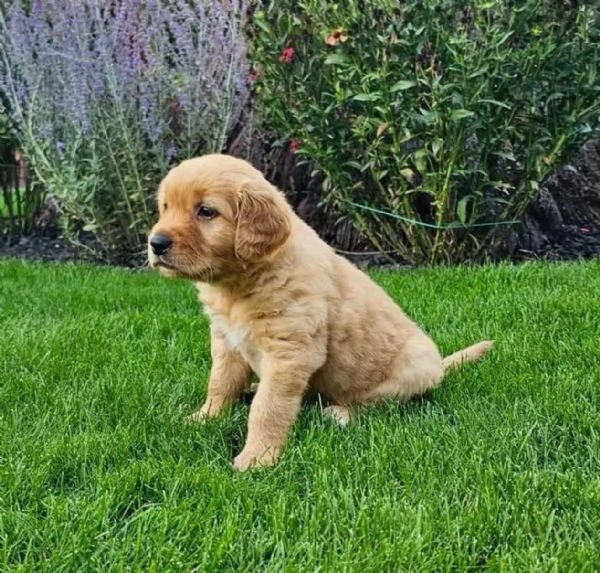 3 Cuccioli di Golden Retriever  Disponibili da Subito | Foto 0