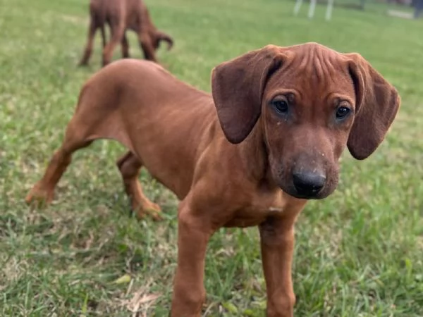 CUCCIOLE DI RHODESIAN RIDGEBACK CERCANO CASA