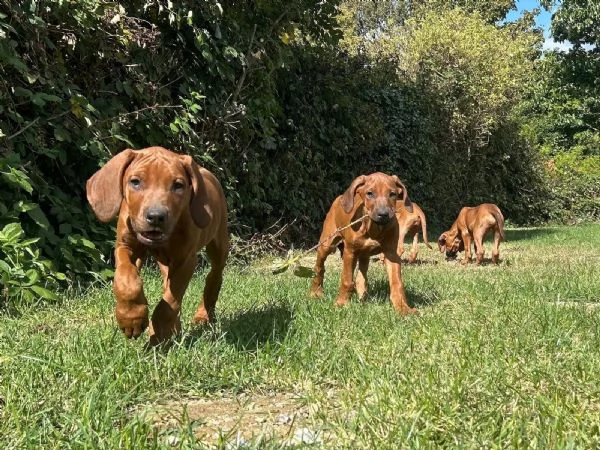 Cuccioli di Rhodesian Ridgeback dalla mentalitagrave aperta | Foto 1