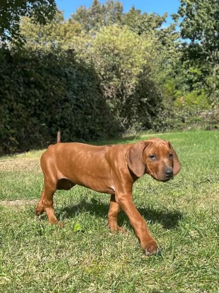 Cuccioli di Rhodesian Ridgeback dalla mentalitagrave aperta | Foto 0