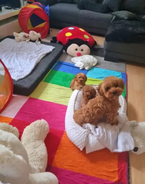 Cuccioli di BARBONCINI TOY | Foto 2