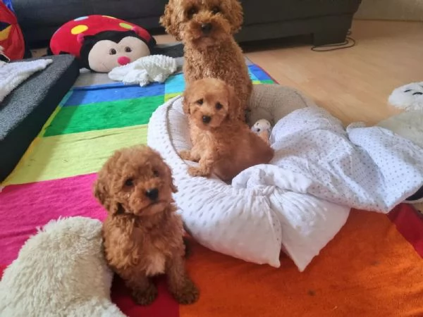 Cuccioli di BARBONCINI TOY | Foto 0