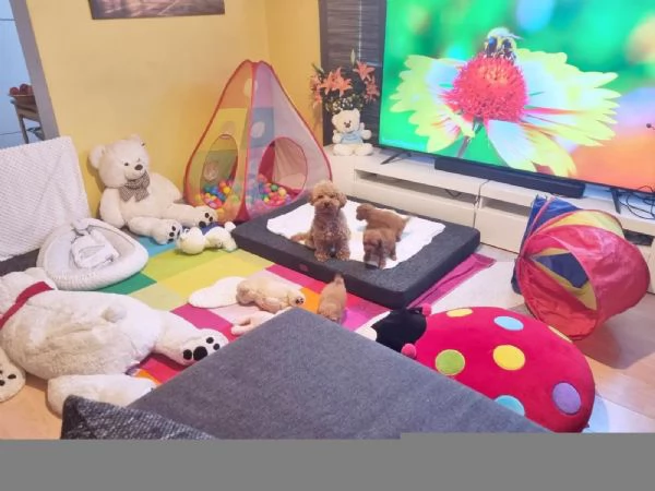 Barboncino Toy maschi e femmine | Foto 4
