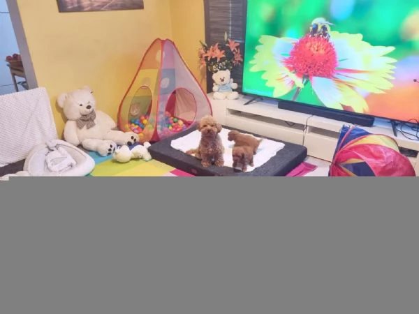 Barboncino Toy maschi e femmine | Foto 3