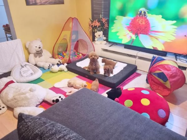 Disponibili barboncina toy maschi e femmine di 90 giorni | Foto 1