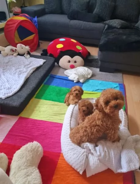 Cuccioli di barboncino toy sani pronti per ladozione