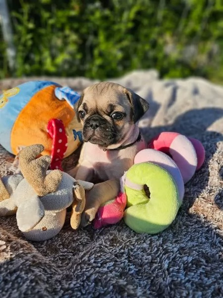Bellissimo cucciolo di carlino di quasi 3 mesi con pedigree | Foto 1