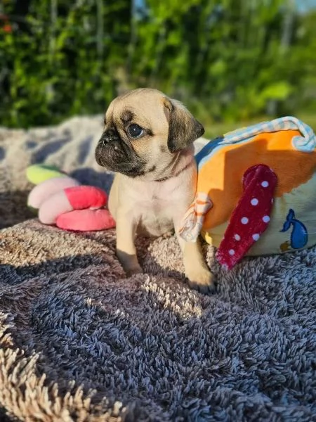 Bellissimo cucciolo di carlino di quasi 3 mesi con pedigree