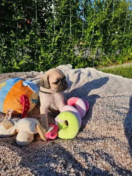 Bellissimo cucciolo di carlino di quasi 3 mesi | Foto 2