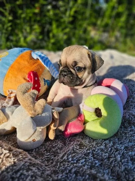Adorabili cuccioli di carlino | Foto 0