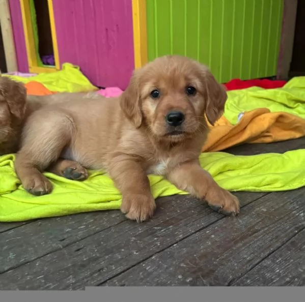 Disponibili cuccioli di Golden Retriever con Pedigree | Foto 1