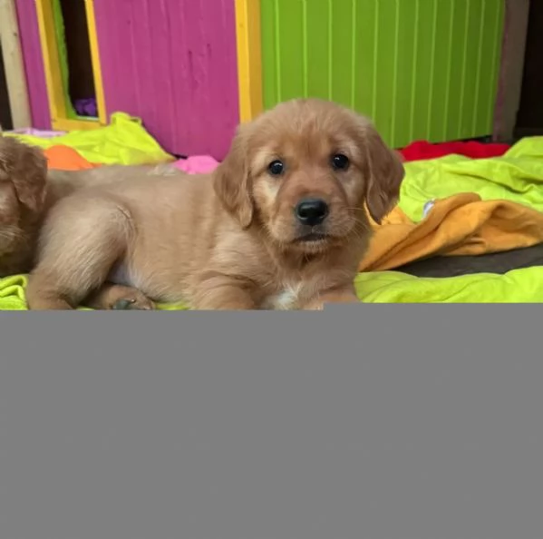 Disponibili cuccioli di Golden Retriever con Pedigree | Foto 0