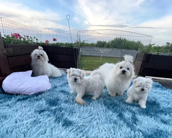 Maltese Bellissimi cuccioli maltese di 3 mesi maschi e fe Biella Piemon | Foto 2