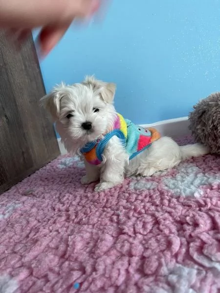 Maltese Bellissimi cuccioli maltese di 3 mesi maschi e fe Biella Piemon | Foto 1