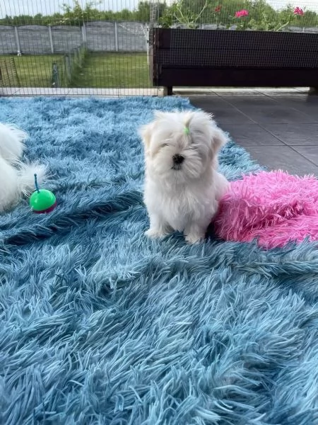 Maltese Bellissimi cuccioli maltese di 3 mesi maschi e fe Biella Piemon | Foto 0
