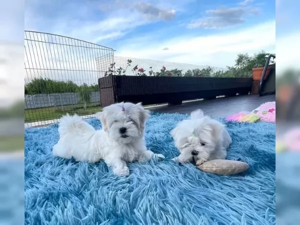 Maltese Bellissimi cuccioli maltese di 3 mesi maschi e fe Biella Piemon