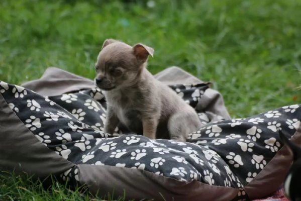 Adorabili cuccioli di chihuahua con tutti i documenti | Foto 0