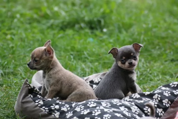 Adorabili cuccioli di chihuahua con tutti i documenti
