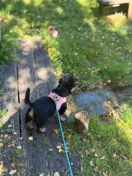Bellissimi cuccioli di Yorkshire Terrier | Foto 0