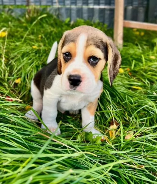 Adorabili cuccioli di Beagle cercano la loro amorevole casa | Foto 1