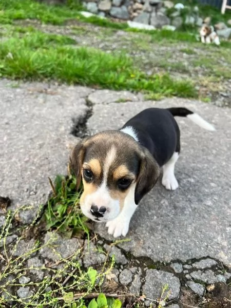 Adorabili cuccioli di Beagle cercano la loro amorevole casa