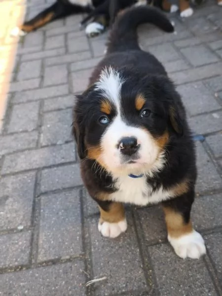 Bellissimi cuccioli di Bernese Sia maschi che femmine disponibili | Foto 6