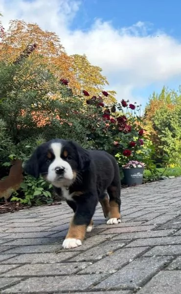Bellissimi cuccioli di Bernese Sia maschi che femmine disponibili | Foto 5