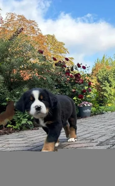 Bellissimi cuccioli di Bernese Sia maschi che femmine disponibili | Foto 3
