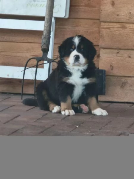 Bellissimi cuccioli di Bernese Sia maschi che femmine disponibili | Foto 0
